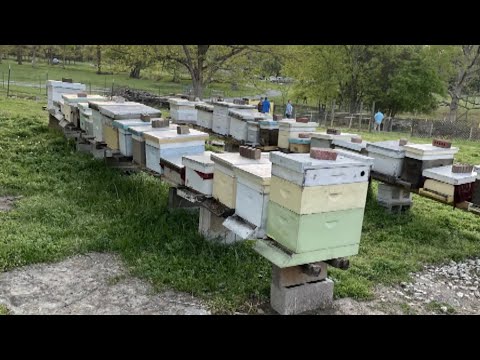 How This Beekeeper Caught Hive Thieves
