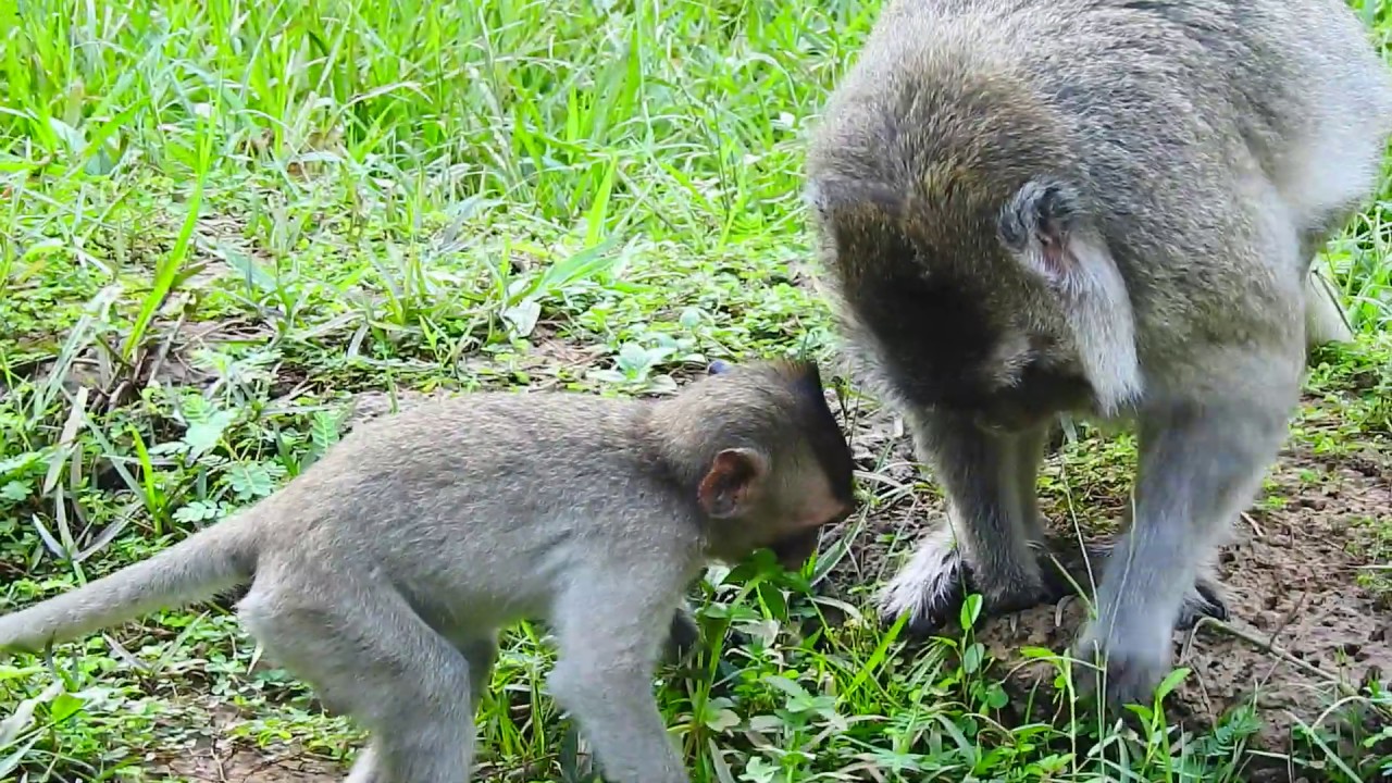 Poor Cute Baby Monkey Maci and Merry Mother, Daily Finding Food support Life !