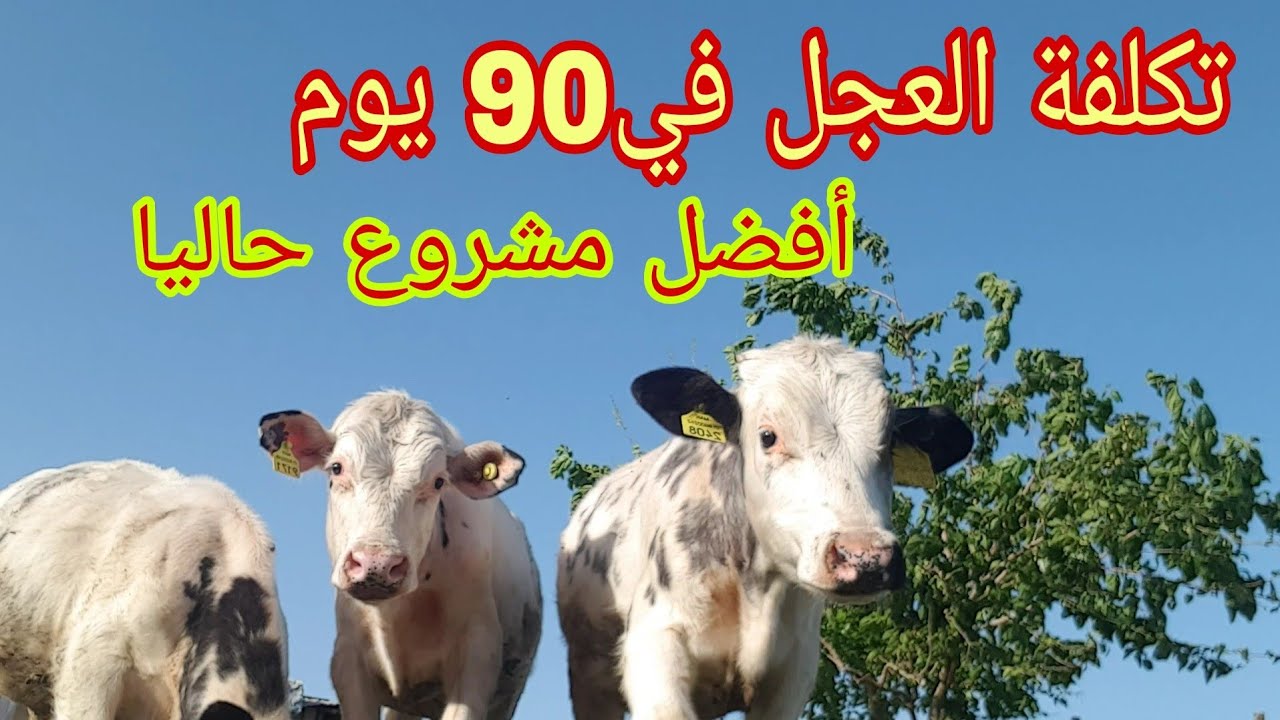 طريقة الصحيحة لتربية العجول الصغار  تكلفة العجل الصغير في 90 يوم من البداية حتى عمر الفطام💸