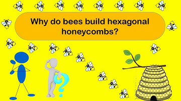 Why do bees build hexagonal honeycombs? Facts about Honeycombs.