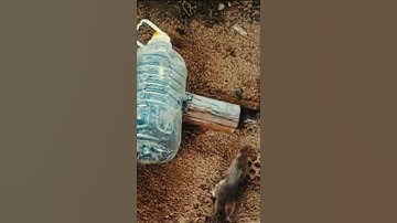 New Plastic Bottle Mouse Trap - DIY Homemade 2021 Part 01