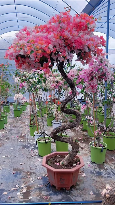 Bougainvillea plant care tips #shorts #gardening #bougainvillea
