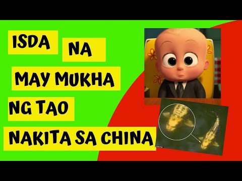 Video: Nakikilala Ba Ng Isda Ang Tao? - Naaalala Ba Ng Mga Isda Ang Mga Mukha?