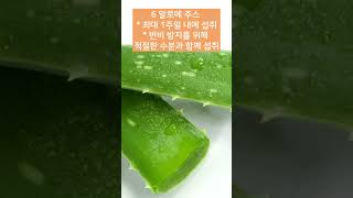 요모조모  알로에 활용 꿀팁 