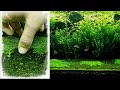 Как сажать почвапокровные растения в аквариуме/How to plant groundcover plants in an aquarium