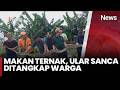 Ngeri! Ular Sanca Raksasa Makan Ternak, Warga Turun Tangan Tangkap  | iNews Terkini (4/5)
