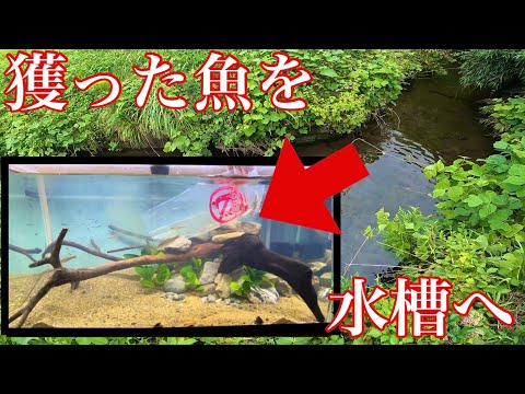 【中古】 日本再生の切り札ができた！ 科学を否定しても３メートルの巨大魚は水槽を泳ぐ/碧天舎/坂本隆司 中古】 日本再生の切り札ができた！ 科学を否定しても3メートル