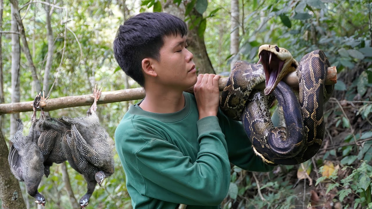 Survival in the wild, traces of wild pheasants, animal traps, confrontation with giant pythons