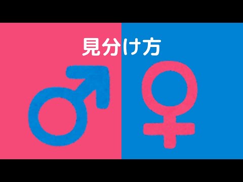 【解説】オスメス♂♀を一生間違えない見分け方を紹介