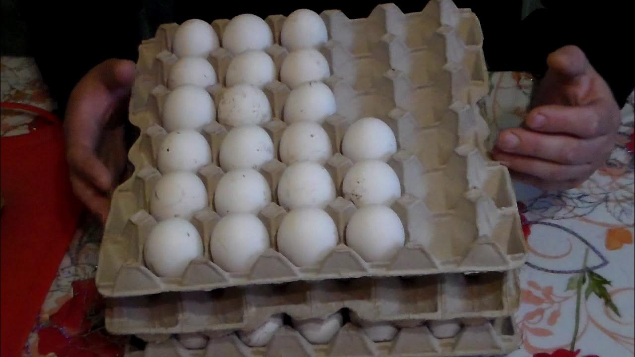 Купить инкубационное яйцо леггорн. Леггорн яйца. Яйцо мини легорна. Инкубационное яйцо Леггорн купить.
