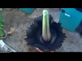 Perry the Corpse Flower Blooming, June 2-3 2016