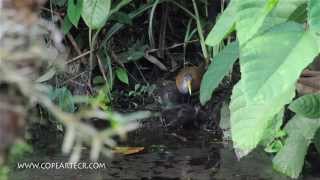 Aramides cajanea,Gray-necked Wood-Rail