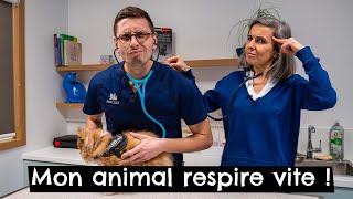 Mon animal respire vite ! 🐶 🐱 by Tony et Léon - Conseils de vétérinaires 1,440 views 4 months ago 9 minutes, 22 seconds