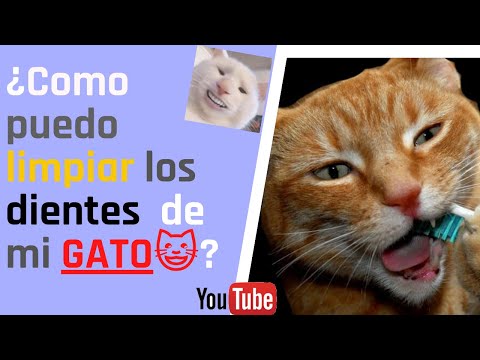 Video: Cuántos Dientes Tienen Un Gato Adulto Y Un Gato, Cómo Limpiarlos En Casa, Incluido Cómo Limpiarlos De La Formación De Sarro