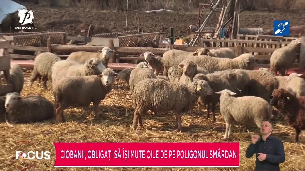 Ciobanii, obligați să își mute oile de pe Poligonul Smârdan