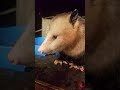 Friendly wild opossum eating grapes