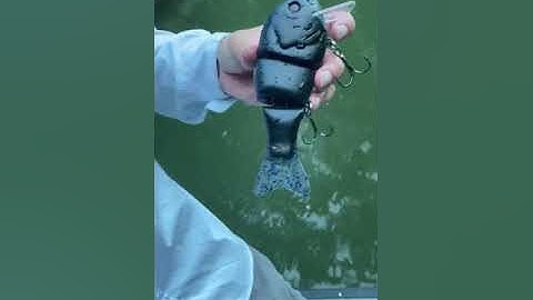 Swimbait Review: Toxic Wad3 Hoggs