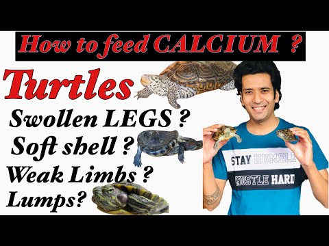 How to Treat Turtle swollen legs & weak limbs| Turtle soft shell ? | Calcium Powder for Turtles|DIY