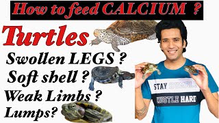 How to Treat Turtle swollen legs & weak limbs| Turtle soft shell ? | Calcium Powder for Turtles|DIY