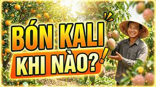 Kali Là Gì? Vai Trò & Cách Bón Kali Đúng Giai Đoạn Cho Lúa, Rau Màu, Cây Ăn Quả