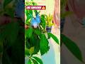 Budjigs parrot 🦜🦜 #birds #shorts #parrot #video