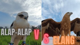 ELANG VS ALAP - ALAP
