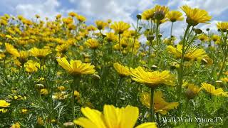 Stunning Spring Wild Flowers, Crown Daisies, Yellow Mustards | Fairview Park, Costa Mesa California