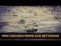 Mini Anguria 🍉 Prime due settimane