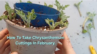 How To Take Chrysanthemum Cuttings In February.