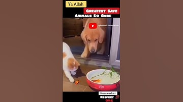 Ya Allah☝️Greatest Save.😱❤️💯#shorts #short #status #respect Animals Do Care