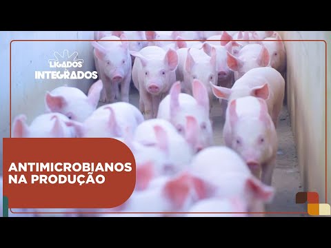 Qual é o desafio para produzir suínos sem o uso de antibióticos? | Ligados&Integrados - 22/01/2024