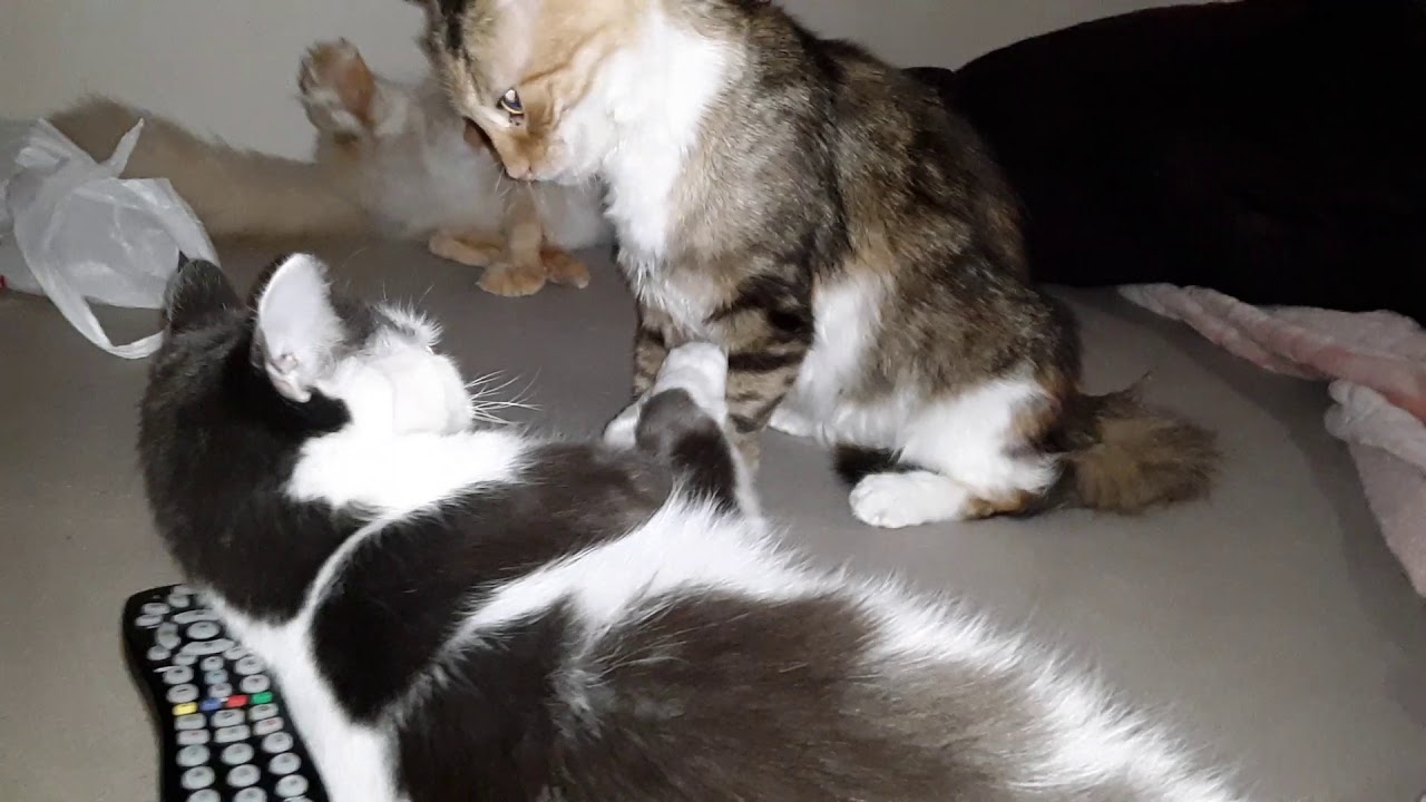 Cats play fighting 