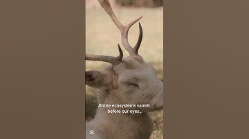 THE AMAZON FOREST IS DYING