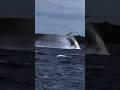 Such a soft and cuddly baby whale 🐋 #viral #fish #scubadiving #shortvideo #whale #ocean #trending