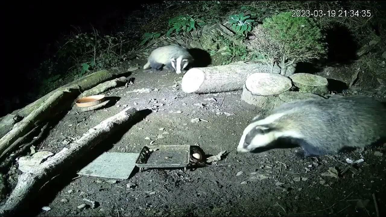 Badgers destroying the Feeding Station YouTube
