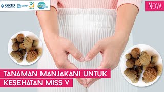 Mengenal Manfaat Manjakani untuk Kesehatan Miss V