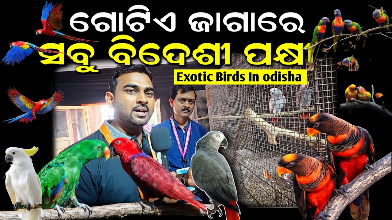 Exotic Bird Show in Odisha 🦜 | Rare Breeds, Prices | Shyam sundar Mishra | Utkal Kingdom 