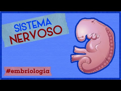 Sistema Nervoso | EMBRIOLOGIA 6