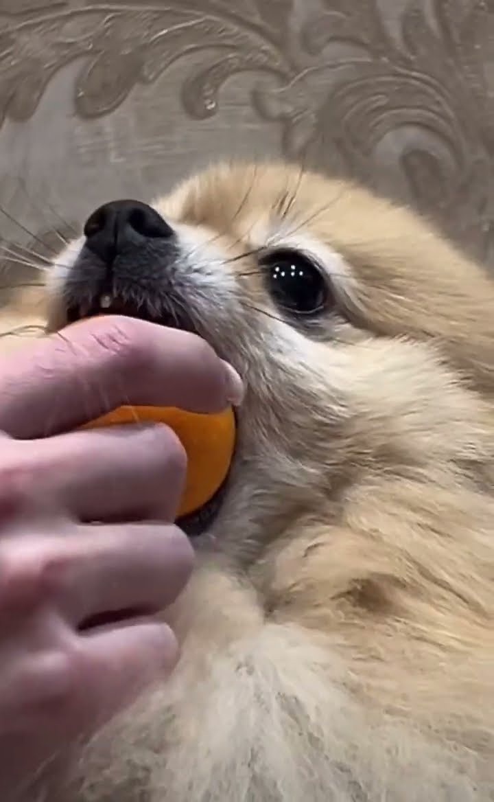 If Ball Shaped Why Not Ball || ViralHog