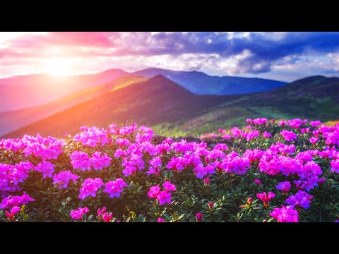 Rahatlamak için En Güzel Çiçekler Koleksiyonu - Stresi Atmak İçin Yatıştırıcı Müzik