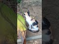 Funny cats 😂 episode 13 | 🤣😅 New Funny Cats Videos 😸😸#shorts