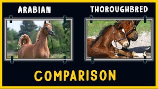 Arabian Horse  VS  Thoroughbred Horse