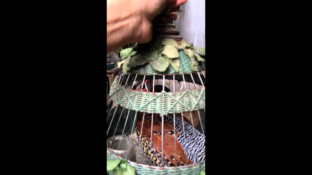 Chim đa đa- Huy AyunPa Gia Lai