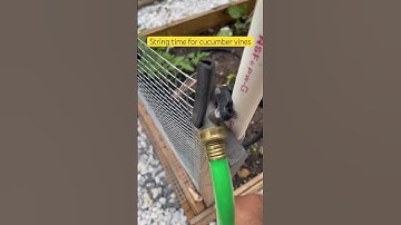 Best way to support your vines. #cucumber #vines