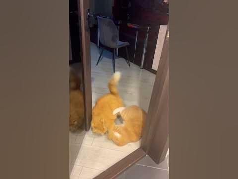 Морда рыжая 😼🙀 - YouTube
