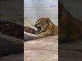 Lion cub works on her 'roar.' See her imitate dad's roar.