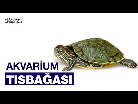 Video: Akbaba Tısbağası Harada Yaşayır?