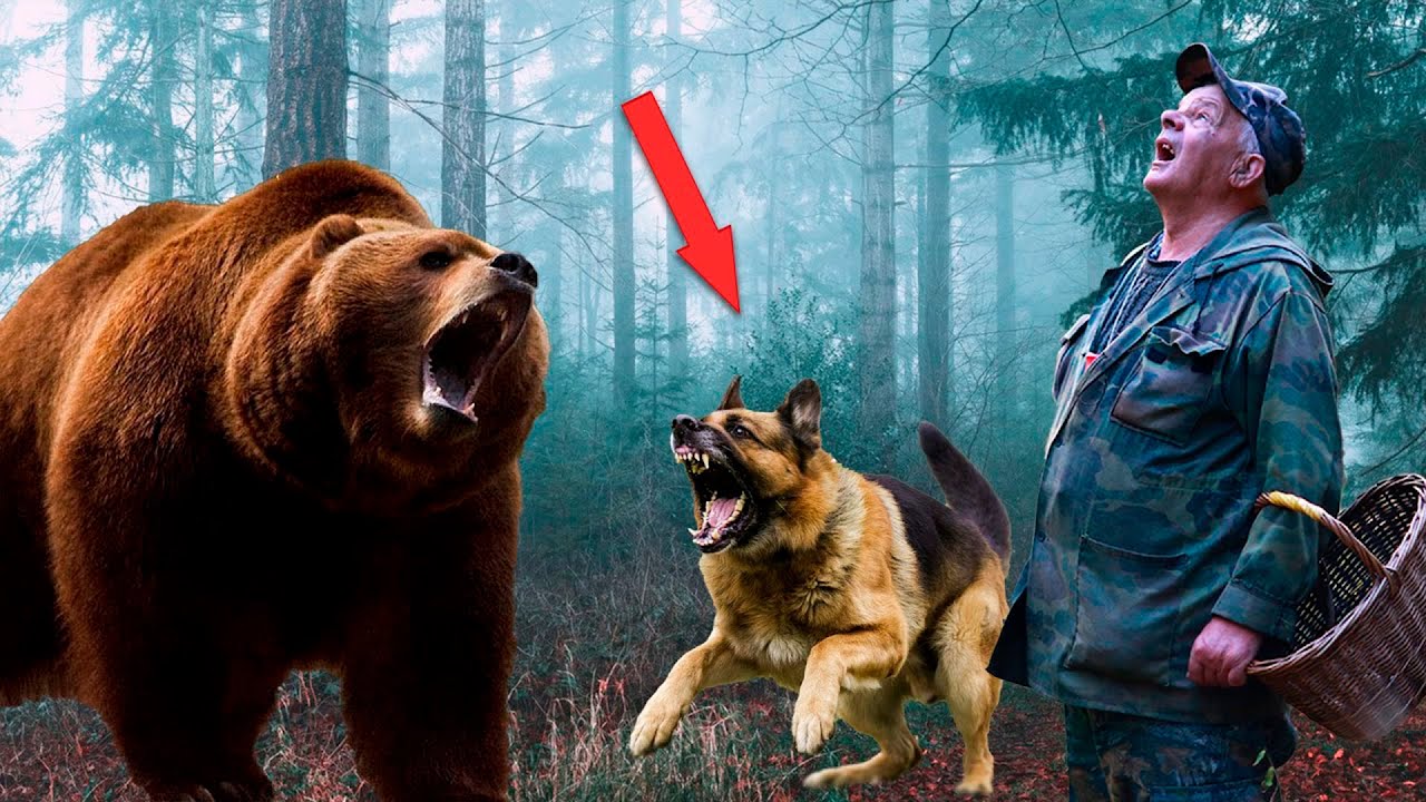 Это конец, сердце сжалось от ужаса! Медведь взревел и приготовился к ...