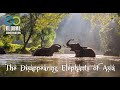 The disappearing elephants of asia