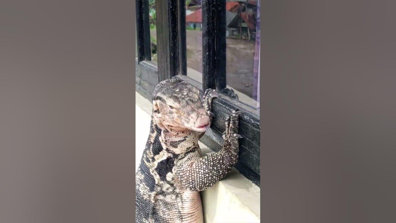 unusual-sunbathing-buddy-large-lizard-pet-enjoys-window-peeping-in
